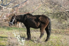 grevena206